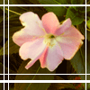 Free Avatar Flower