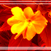 Free Avatar Flower