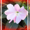 Free Avatar Flower