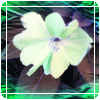 Free Avatar Flower