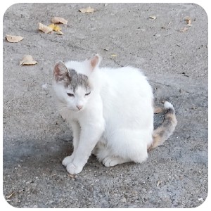 Street Cat in Bulgaria