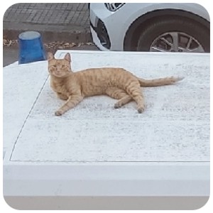 Street Cat in Bulgaria